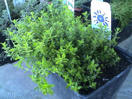 090307_girr_new_plants_thymus_x_citriodorus__lime_thyme_6881.jpg