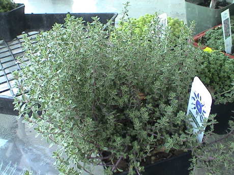 090307_girr_new_plants_thymus_x_citriodorus__silver_thyme_6878.jpg