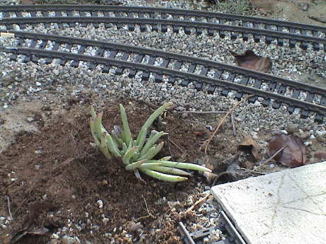 091111_girr_plants_cactus_succlent_planted_7879.jpg