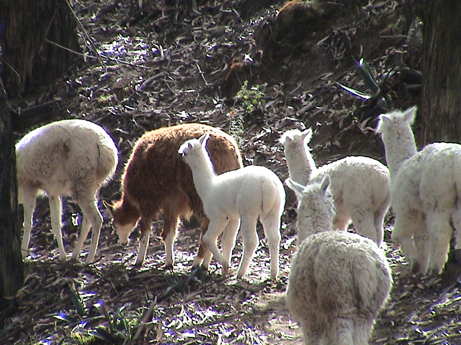 120704_ecuador_hacienda_guachala_animals_llamas_0280.jpg