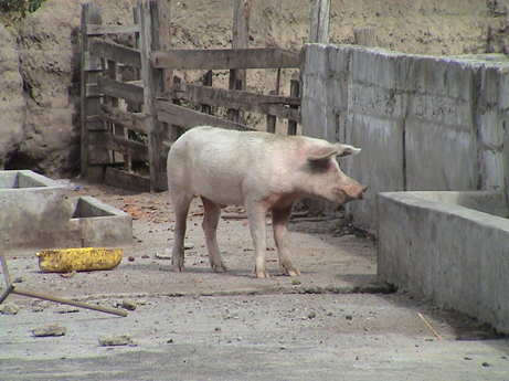 120704_ecuador_hacienda_guachala_animals_papa_pig_0281.jpg