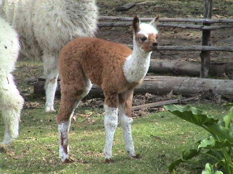 120710_ecuador_hacienda_guachala_baby_llama_0339.jpg