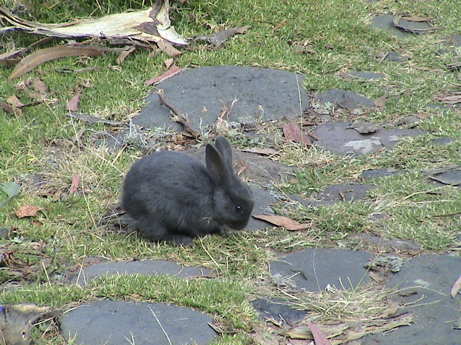 120710_ecuador_hacienda_guachala_bunny_0329.jpg