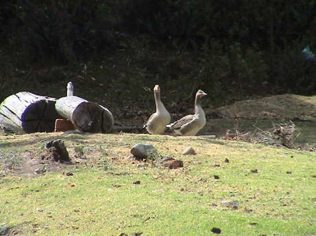 120710_ecuador_hacienda_guachala_geese_0344.jpg