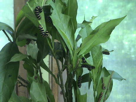 120715_ecuador_mindo_el_carmelo_butterfly_tour_caterpillars_0378.jpg