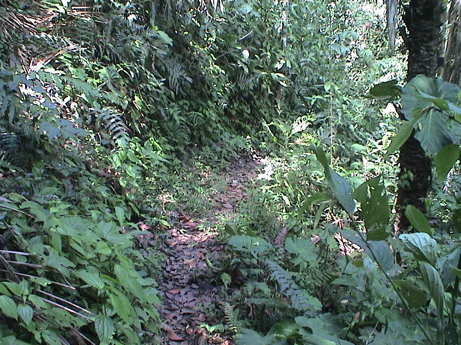 120715_ecuador_mindo_el_carmelo_butterfly_tour_jungle_tral_0399.jpg