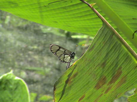 120715_ecuador_mindo_el_carmelo_butterfly_tour_lacewing_0382.jpg